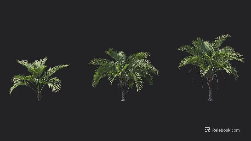 Different Sizes of Palm Trees Displayed on Black Background for Design 3d model 