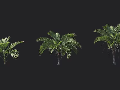 Different Sizes of Palm Trees Displayed on Black Background for Design 3d model
