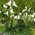Lush Green Tropical Plants with Broad Leaves in Modern Gray Planters for Home Indoor Decor