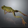 Green Frog With Red Legs Feet Yellow Green Gradient Body Stretching Mid Jump Dark Background