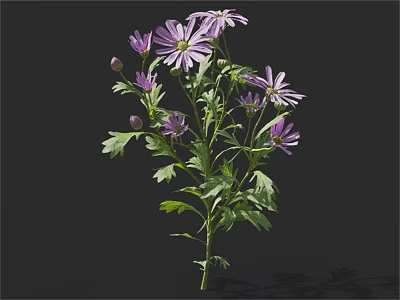 Purple Flowers With Multiple Blooms Green Leaves And Fresh Buds On Stems 3d model