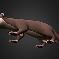 Aquatic Animal 3D Model Brown Otter With White Belly Standing Pose On Black Background