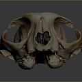 Medical Device Anatomical Skull Model With Detailed Bone Structure for Educational Training And Research
