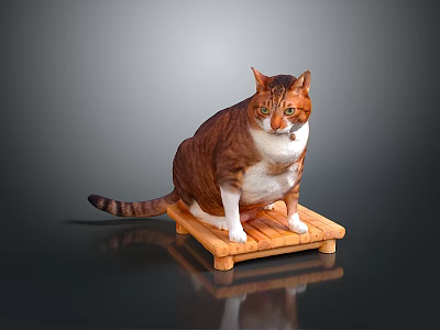 Orange And White Cat Sitting On Wooden Platform With Reflection 3d model