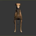 Light Brown Greyhound Dog Standing on Grey Background with Reflection 3d model