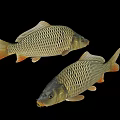 Golden Carp Fish With Scales And Orange Fins Displayed Against Black Background