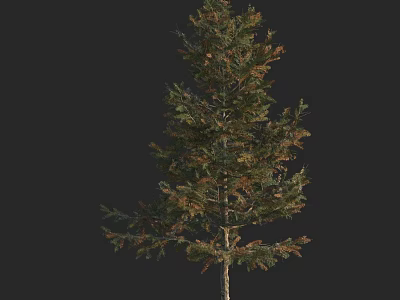 Arbor Tree With Green And Brown Foliage And Trunk Isolated On Black Background 3d model