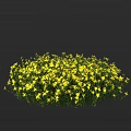 Vibrant Yellow Flowers in Dense Circular Cluster Against Dark Background 3d model