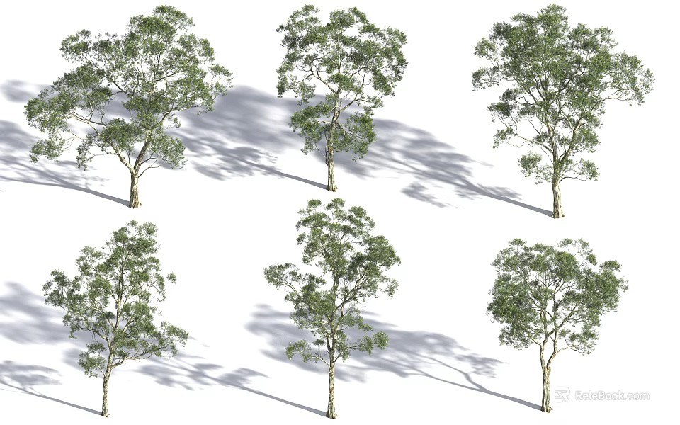 Six Tall Arbor Trees With Green Leaves Trunks And Shadows On White Background 3d model 