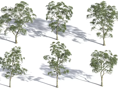 Six Tall Arbor Trees With Green Leaves Trunks And Shadows On White Background 3d model