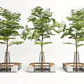 Three Trees In Modern Tree Planters With Concrete Wooden Structure And Metal Supports