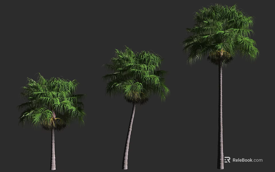 Three Palm Trees In Different Sizes With Green Foliage And Straight Trunks 3d model 