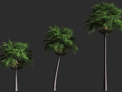Three Palm Trees In Different Sizes With Green Foliage And Straight Trunks 3d model
