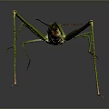 Detailed Green Insect With Long Legs And Slender Body In Natural View