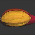 Three Vibrant Cocoa Pods in Yellow Red and Orange Tones on Reflective Black Background