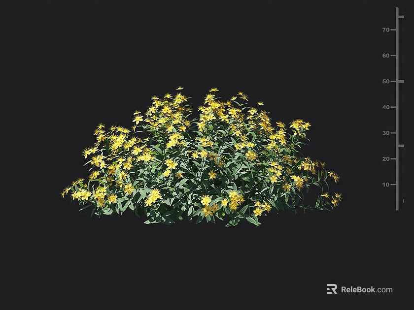 Lush Green Shrub With Bright Yellow Flowers And Height Measurement Scale 3d model 