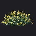 Lush Green Shrub With Bright Yellow Flowers And Height Measurement Scale