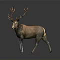 Brown Deer With Large Antlers Standing On Neutral Gray Background