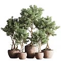 Artistic Bonsai Pine Plants with Shaped Trunks and Lush Foliage in Terracotta Pots