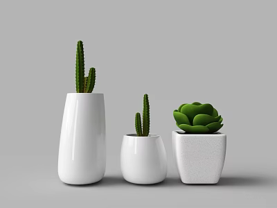Potted Bonsai Plants in White Ceramic Planters of Various Shapes with Cactus Succulents 3d model