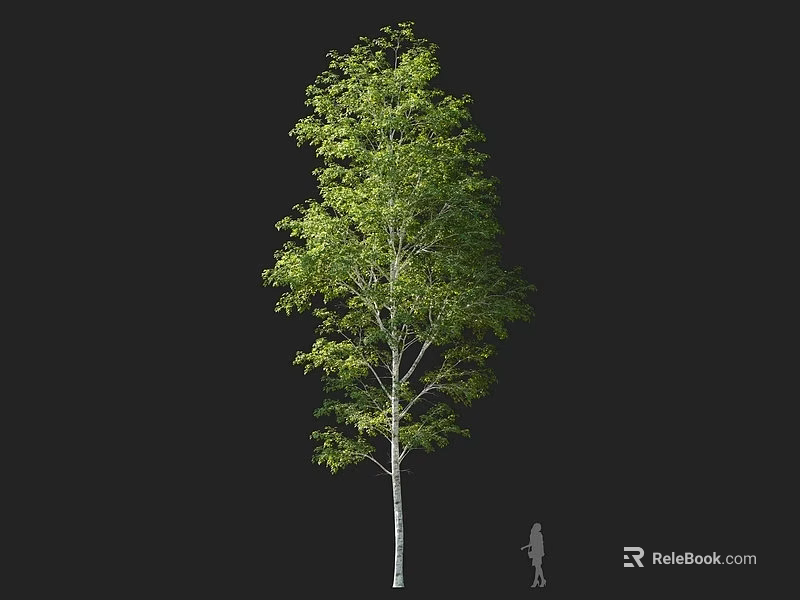 Tall Tree with White Trunk and Lush Green Leaves and Human Figure for Scale 3d model 