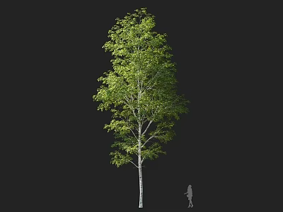 Tall Tree with White Trunk and Lush Green Leaves and Human Figure for Scale 3d model