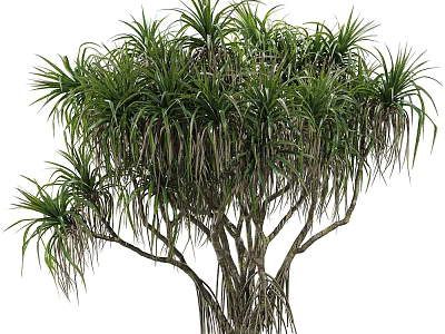 Lush Tropical Shrub With Dense Green Leaves And Slender Branches For Outdoor Gardens 3d model