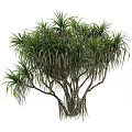 Lush Tropical Shrub With Dense Green Leaves And Slender Branches For Outdoor Gardens