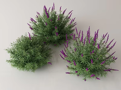Vibrant Purple Flowering Herb Plants With Lush Green Leaves And Dense Foliage 3d model
