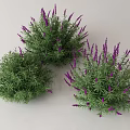 Vibrant Purple Flowering Herb Plants With Lush Green Leaves And Dense Foliage