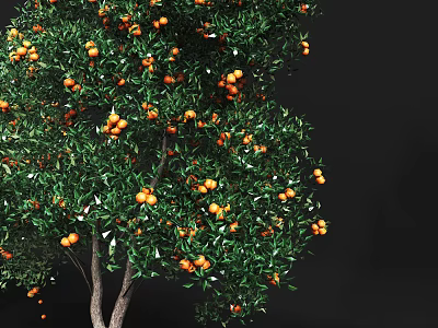 Ripe Orange Fruits Growing On Tree With Green Leaves In Garden 3d model