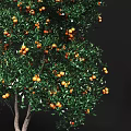 Ripe Orange Fruits Growing On Tree With Green Leaves In Garden