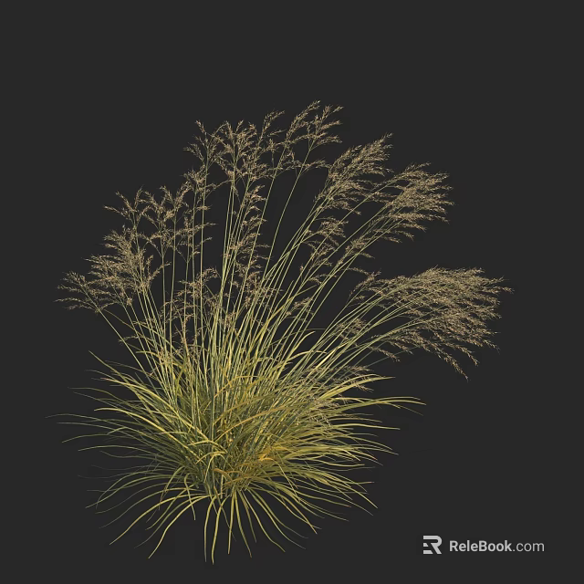 Ornamental Grass with Green and Yellow Leaves and Slender Spikelets on Top Against Black Background 3d model 