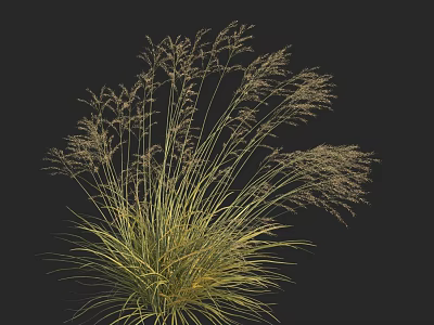 Ornamental Grass with Green and Yellow Leaves and Slender Spikelets on Top Against Black Background 3d model
