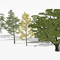 Plant Combination Featuring Various Tree Types Different Leaf Shapes And Colors 3d model