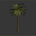Tall Palm Tree With Green Fronds And Brown Trunk Against Gray Background