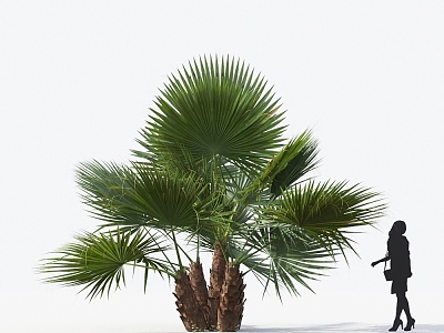 Modern Pu Kwai Silk Kwai Old Man Kwai Landscape Tree Palm Tree 3d model