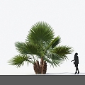 Modern Pu Kwai Silk Kwai Old Man Kwai Landscape Tree Palm Tree 3d model