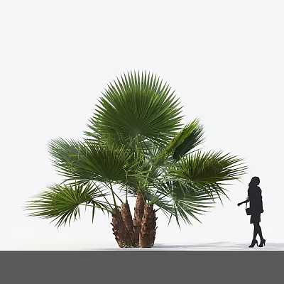 Green Palm Tree with Large Fan-Shaped Leaves Brown Trunk and Woman Silhouette on White Background 3d model