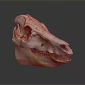 Horse Skull Display With Natural Texture And Visible Teeth On Gray Background