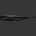 Silver Fish with Shiny Body Black Fins Prominent Eyes and Reflection on Gray Background