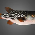 Striking Black and White Striped Fish with Orange Eyes and Fins in Natural Habitat