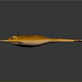 Orange Frog Lying On Shiny Smooth Surface With Yellow Eyes And Clear Reflection