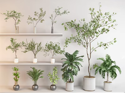 Indoor Potted Plants Various Types With Green Leaves In Ceramic Pots On Shelves And Floor 3d model