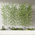 Potted Bamboo Plants In White Rectangular Pot With Stones And Grass Against Light Wall