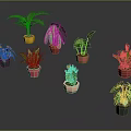 Assorted Potted Plants with Different Leaf Shapes Colors and Colorful Pots