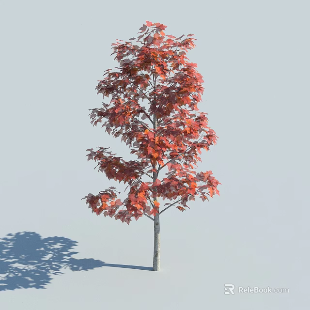 Arbor With Red Leaves On Single Trunk Against Light Blue Background And Shadow 3d model 