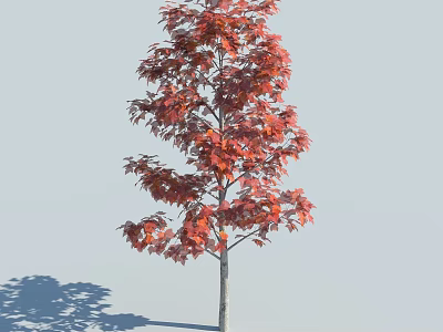 Arbor With Red Leaves On Single Trunk Against Light Blue Background And Shadow 3d model