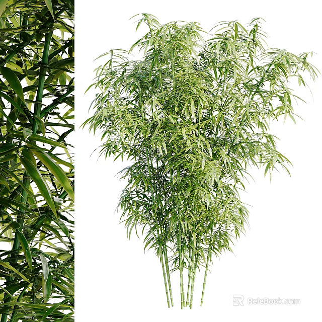 Lush Bamboo Plants With Green Foliage And Stems 3d model 