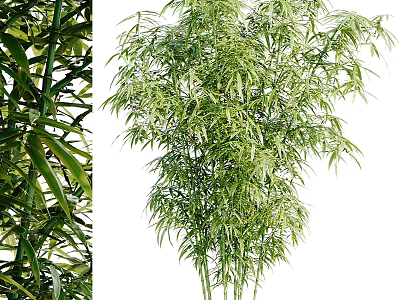 Lush Bamboo Plants With Green Foliage And Stems 3d model